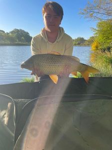 Common Carp