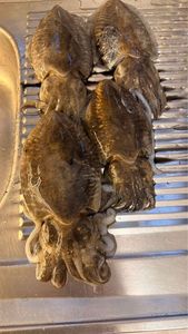 Common Cuttlefish