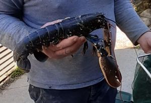 Noble Crayfish