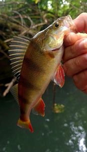 European Perch