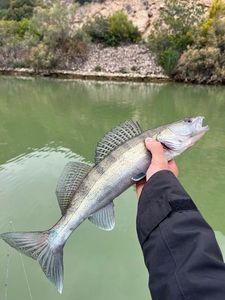 Zander