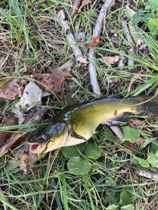 Black Bullhead