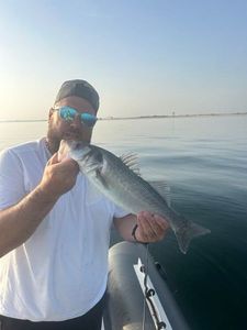 European Bass (Seabass)