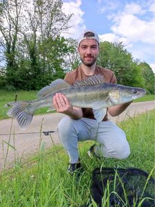 Zander