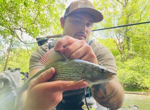 Grayling
