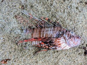 Red Lionfish