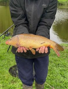 Common Carp