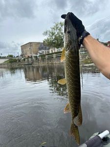 Northern Pike