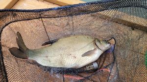 Common Bream