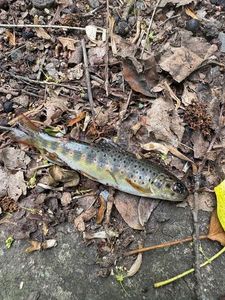 Brown Trout
