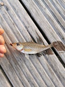 Ruffe