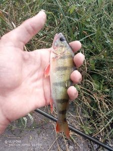 European Perch
