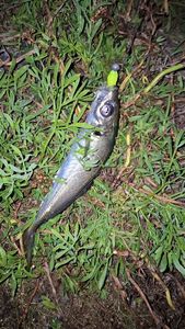 Cape Horse Mackerel
