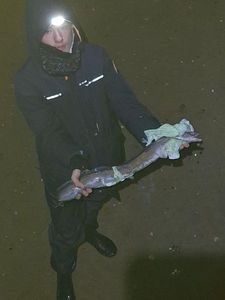 Conger