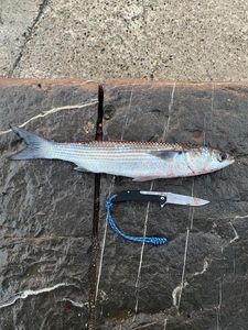 Thicklip Grey Mullet