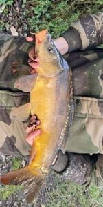 Mirror Carp