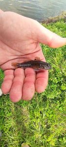 Round Goby