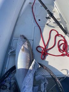 Greater Amberjack