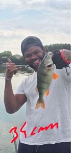 European Perch