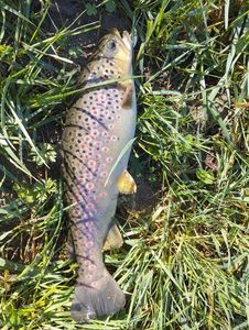 Brown Trout