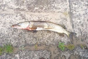 Northern Pike