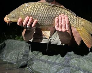 Common Carp