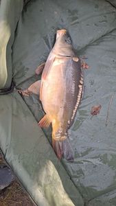 Mirror Carp