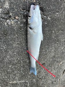 European Bass (Seabass)