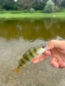European Perch