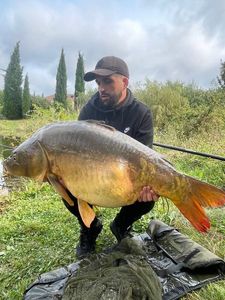 Mirror Carp