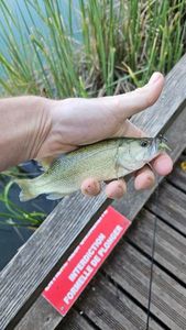 Smallmouth Bass