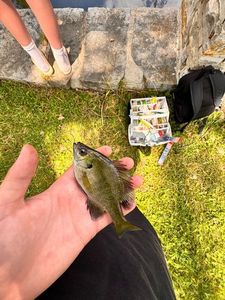 Rock Bass
