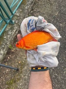 African Red Snapper