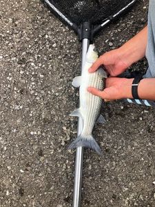 Thicklip Grey Mullet