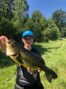 Largemouth Bass
