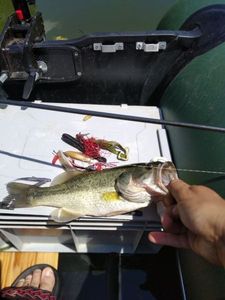 Largemouth Bass