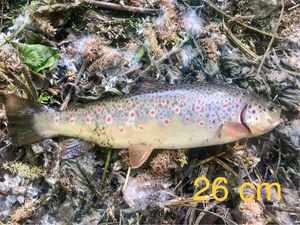 Brown Trout caught by Jeremy WALKIEWIEZ