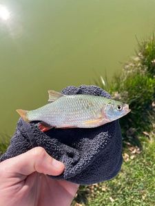 Roach