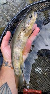 Brown Trout