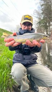 Brown Trout