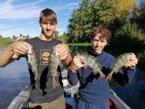 European Perch