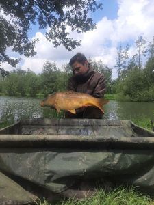 Common Carp