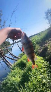 European Perch