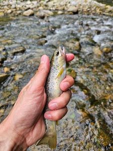Brown Trout