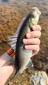 European Bass (Seabass)