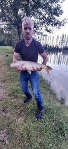 Common Carp