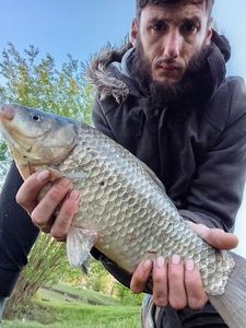 Common Carp