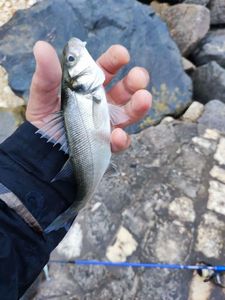 European Bass (Seabass)