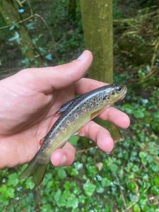 Brown Trout