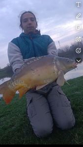 Mirror Carp